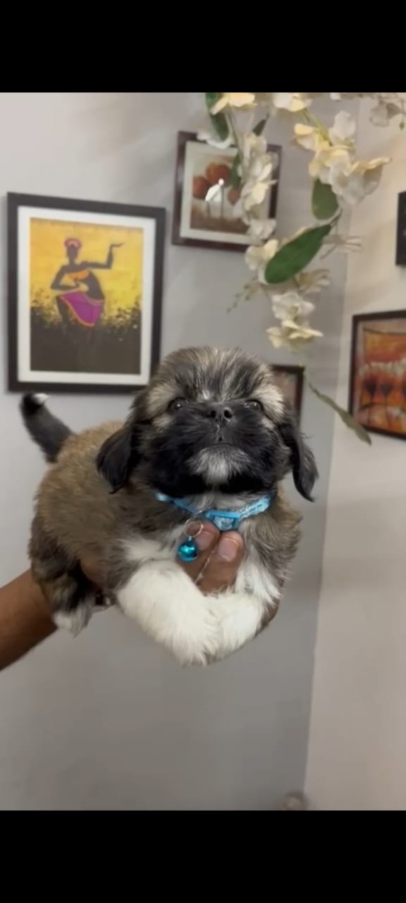  Lhasa Apso dog price in kolkata
 
